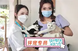 九游网页官网-沈阳至高与湘涛斗智斗勇，胜负不明的简单介绍